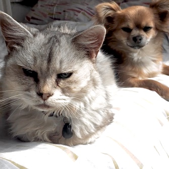 chihuahua and burmilla cat